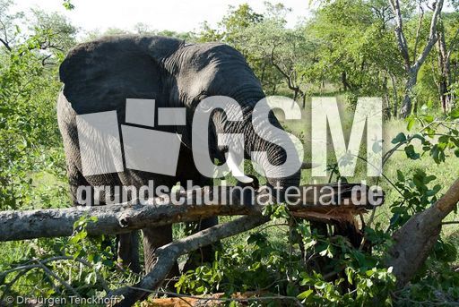Afrikanischer Elefant (66 von 131).jpg